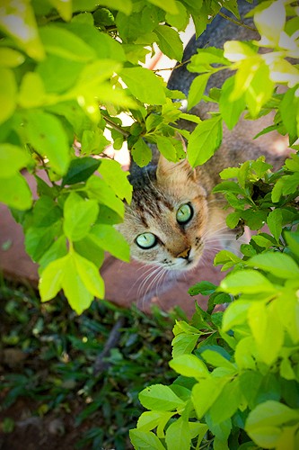 Cat Sanctuary In Foz Do Iguaçu Brazil - Love Meow