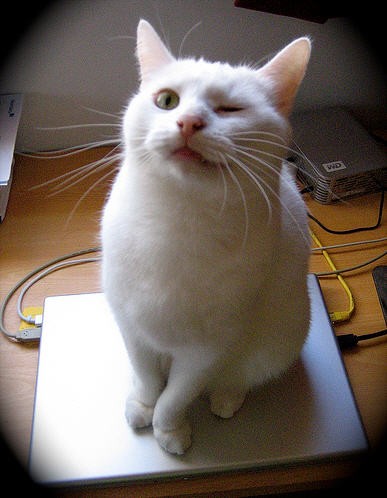 When Me My Cat Does Winks What At Mean It When Me My Cat Does Winks What At Mean It