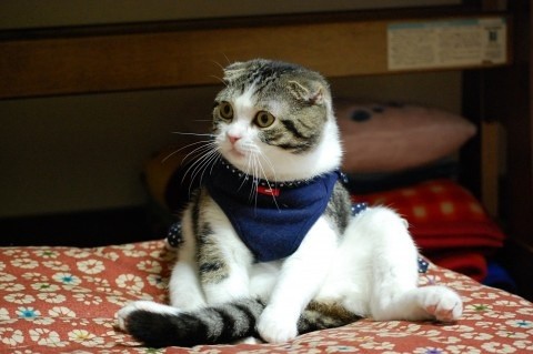 Cute Cats Sit Upright Like Humans - Love Meow