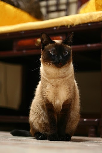 Beautiful Siamese Cats - Love Meow