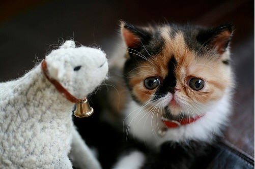 MeMe the Lovely Calico Kitty - Love Meow