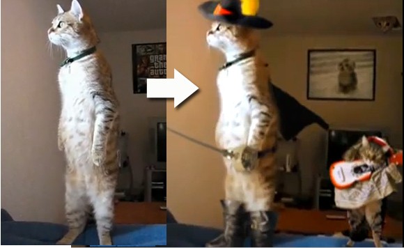 cat wearing boots