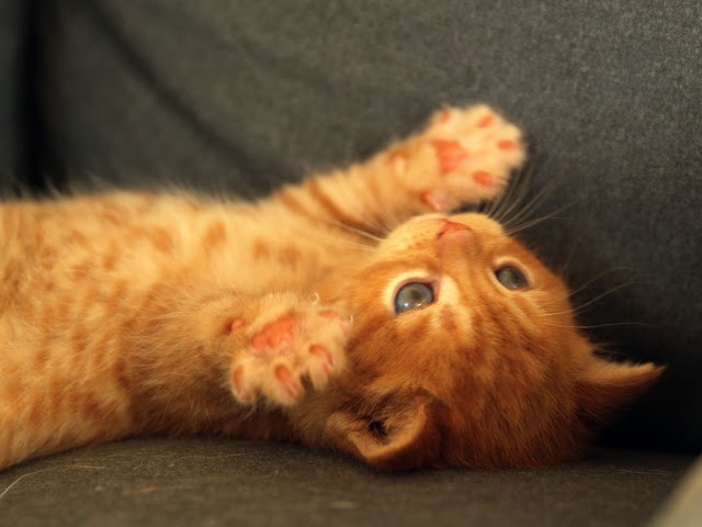 Super Cute Ginger Tabby - Love Meow