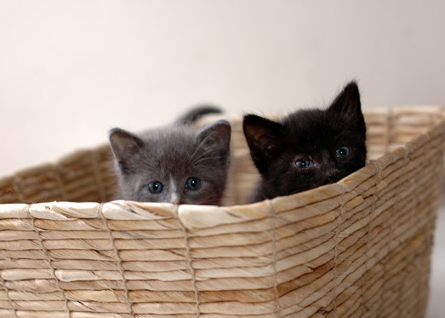 Three Rescued Kittens - Love Meow