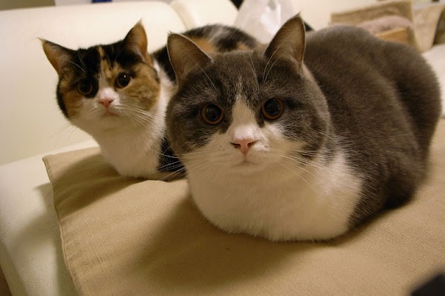 Two Adorable Cat Siblings - Love Meow