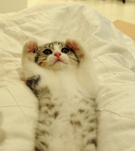 cat salute cat salute