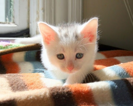 Tabby and His New Friend White Puffball - Love Meow