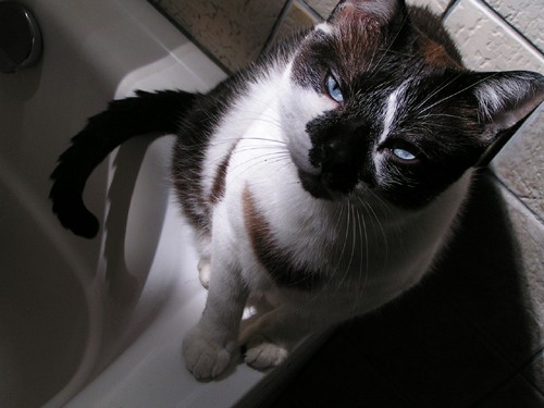meow match portal meow match portal