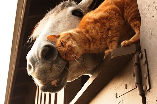 Image result for cat and horse