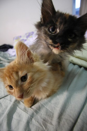 ginger cat teddy