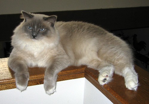 meow match after oasis meow match after oasis