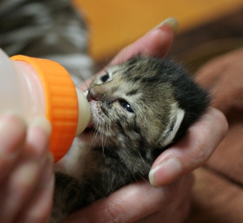 Two Rescued Tabby Kittens - Love Meow