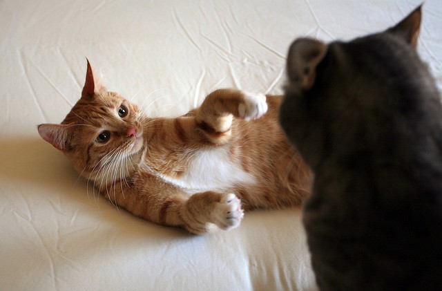 Halia the Ginger Baby - Love Meow