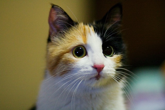 Baby the Lovely Calico Kitty - Love Meow