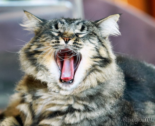 Sasha the Rescue, a Feral Cat at Heart Love Meow