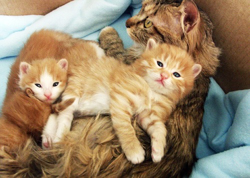 Little Furry Family - Love Meow