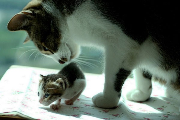 Surrogate Cat  Father  and Orphaned Kittens  Love Meow