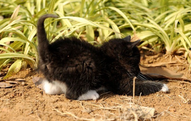 Gugu the Rescue Tuxedo Found Home - Love Meow