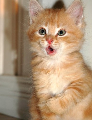 Expressive Ginger Kittens - Love Meow