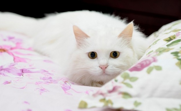 Ling the White Fluffy Lady Cat - Love Meow