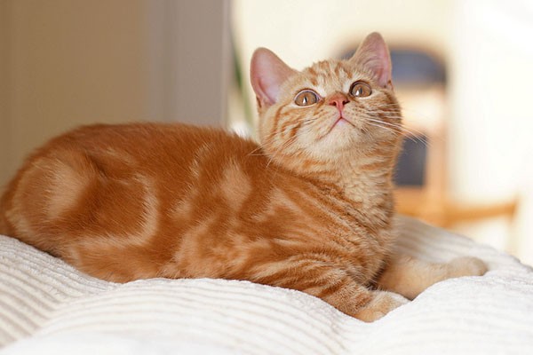 Dexter the Ginger Kitty Turns Man into Cat Lover - Love Meow