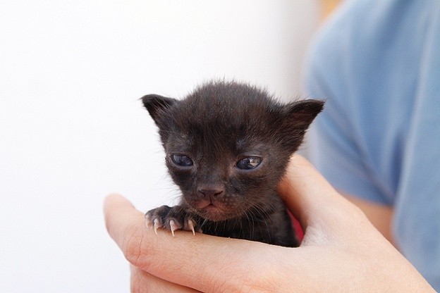 the-flour-kittens-love-meow