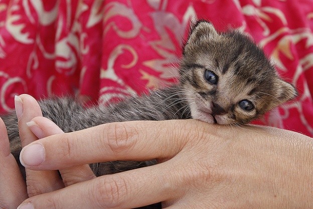 the-flour-kittens-love-meow