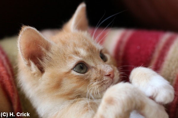 Oliver the Little Ginger Fighter - Love Meow