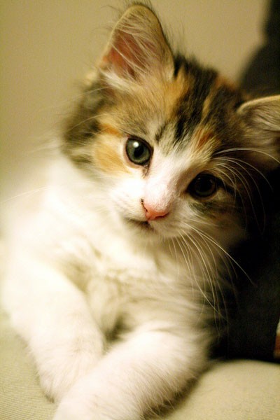 Beautiful Calico Kitty Bryleigh - Love Meow