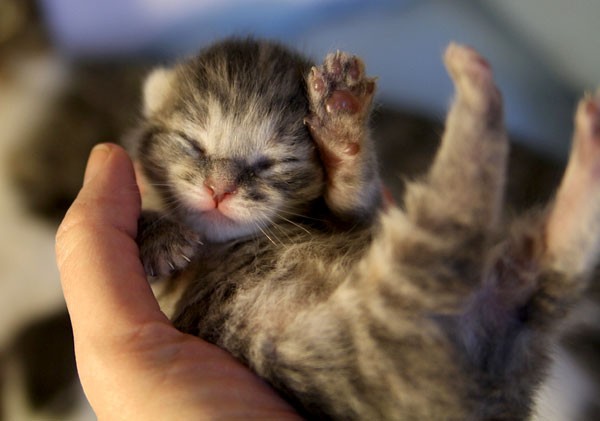 Bailey the Fuzzy Little Tabby Girl - Love Meow