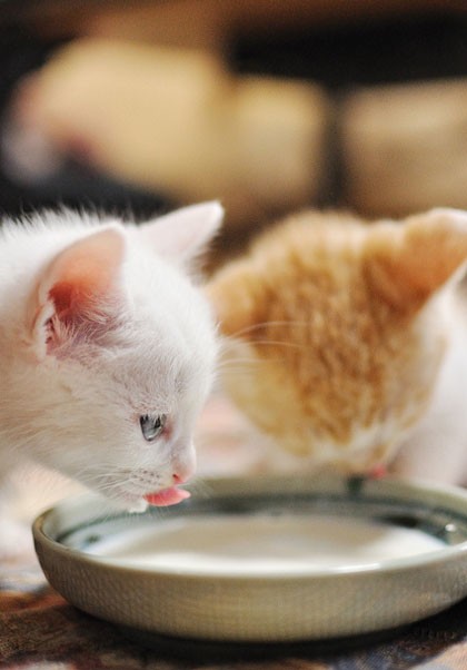 Ms white kitten Ms white kitten