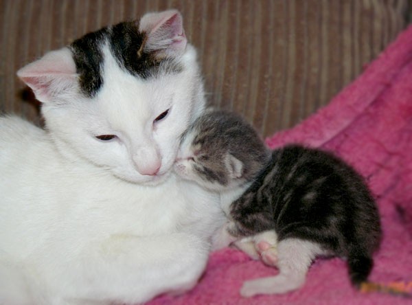 6 Amazing Stories of Fatherly Cats  Love Meow