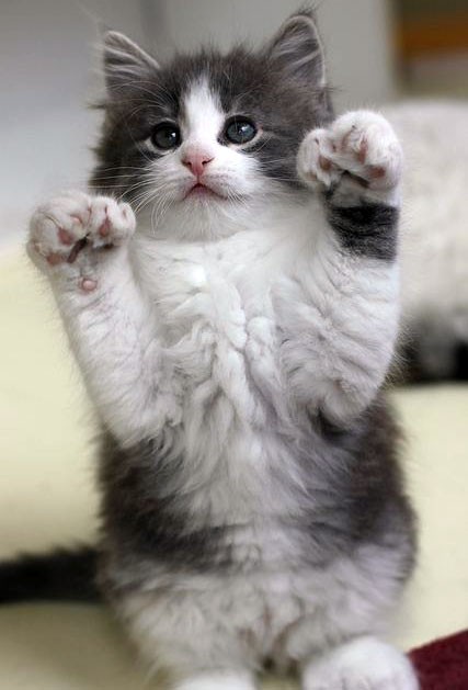 Poly Paws Up - Love Meow