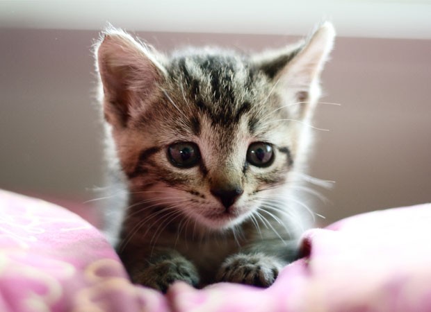 Tiny Bitty Kitty Found Under a Shed - Love Meow