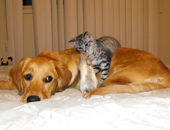 Unlikely Friendship - Cat, Rat and Dog - Love Meow