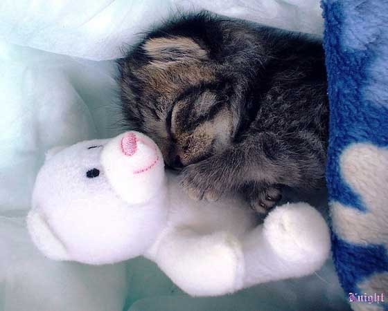 kitten hugging teddy bear