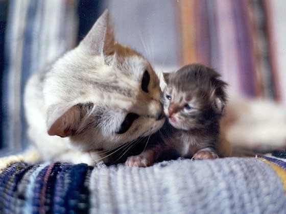A Mother's Kiss Cures All - Love Meow