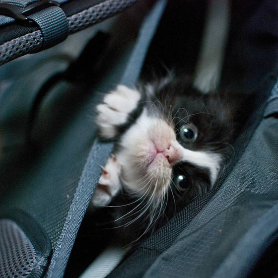 kitten in backpack