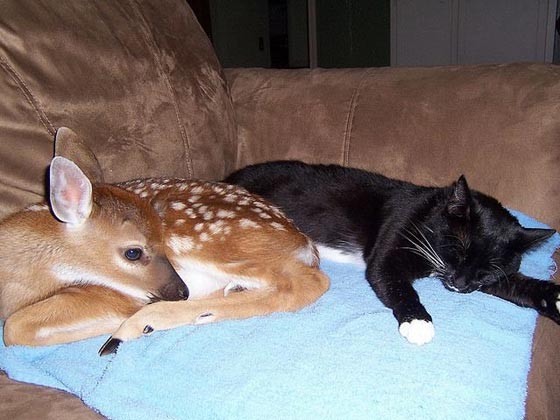 Cat and Deer, Best of Friends - Love Meow