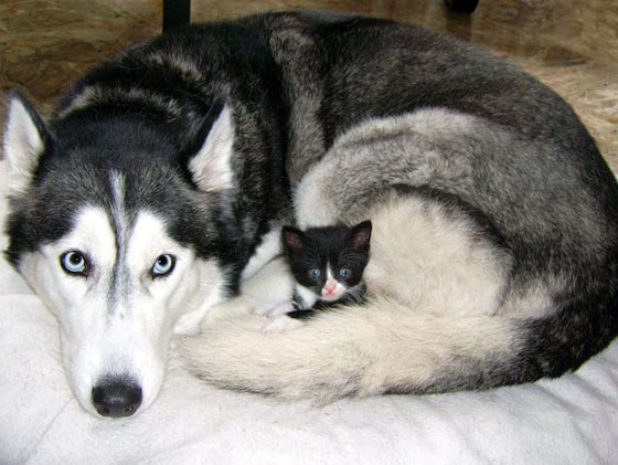 are huskies good with cats