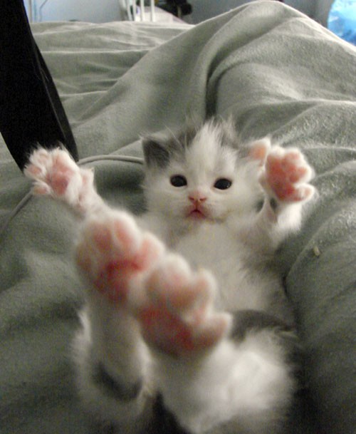 Hug Pawese! - Love Meow