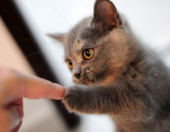 My Paw! - Love Meow