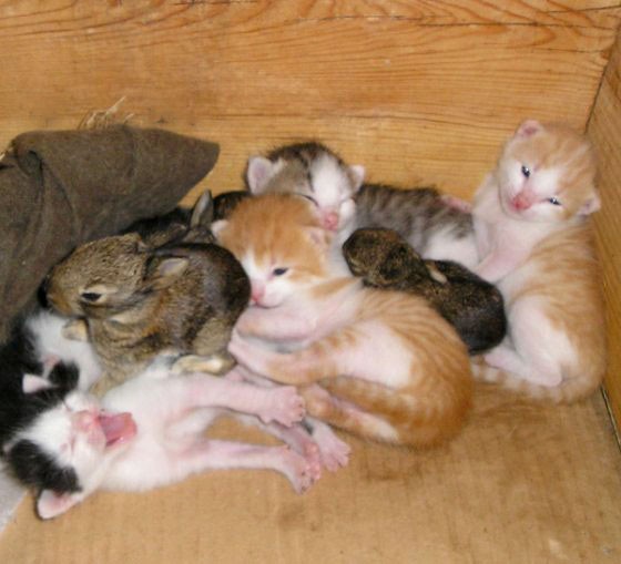 Kitty Family Takes in Baby Bunnies Love Meow