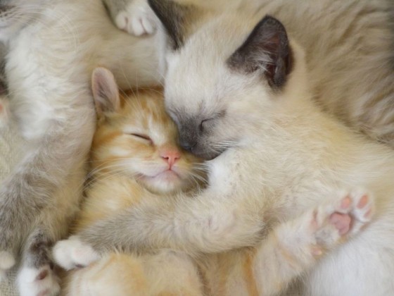 cute kittens cuddling