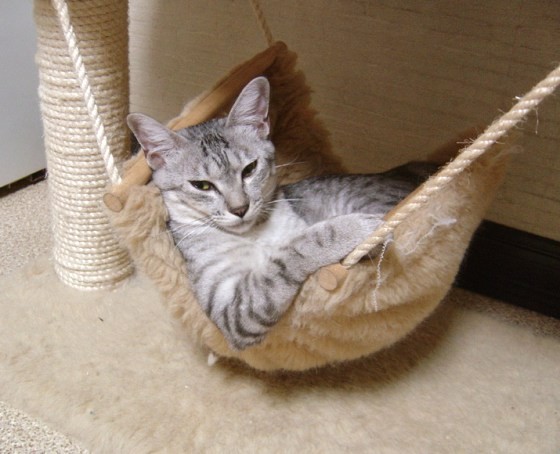 Image result for cat in hammock