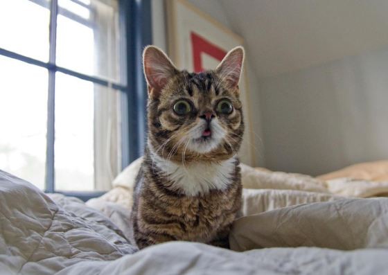 Bub the Toothless Dwarf Kitty with Bulging Eyes and a Happy Face Love