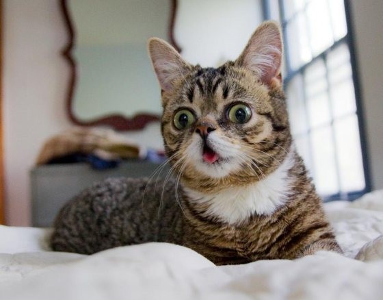 Bub the Toothless Dwarf Kitty with Bulging Eyes and a Happy Face Love