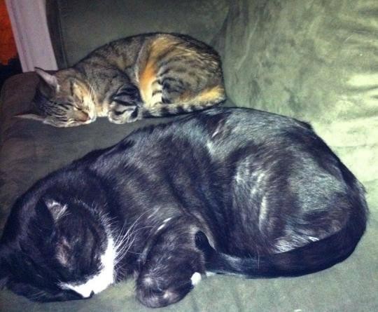 Cat Olympics: Synchronized Sleeping - Love Meow