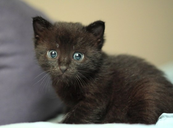 Liam the Rescue Black Kitten Grows into Mini Panther Kitty - Love Meow