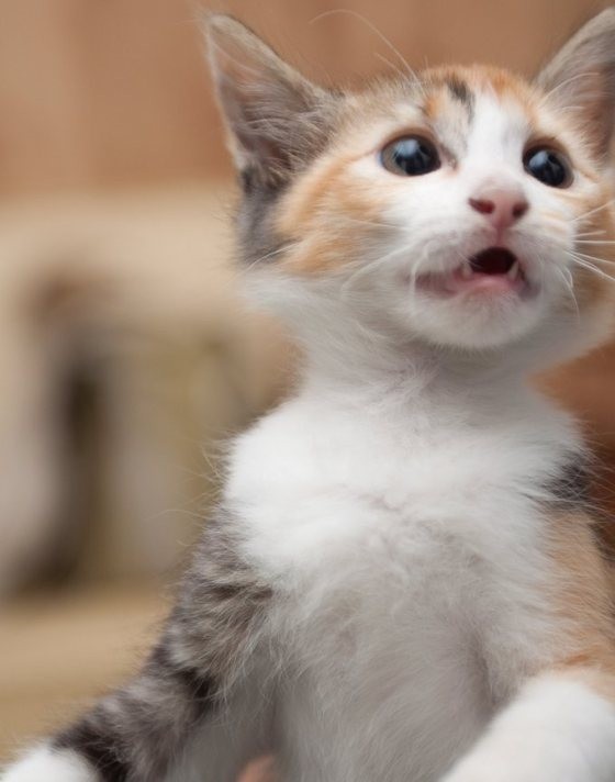 meow match after oasis meow match after oasis
